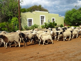 Karoo Accommodation at Die Groenhuis Guest House | Viya