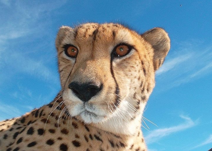 Cheetah Outreach