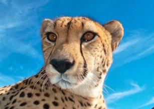 Cheetah Outreach