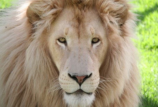 About Cango Wildlife Ranch in Oudtshoorn