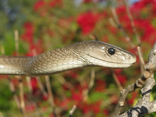 About Khamai Reptile Park in Hoedspruit