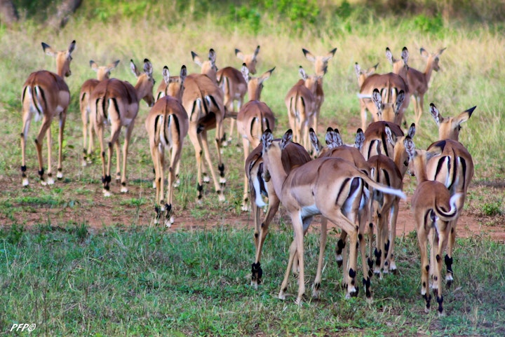 Loskop Valley Accommodation at Izinkwe Lodge | Viya