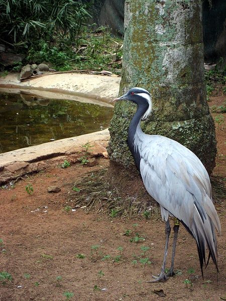 Umgeni River Bird Park