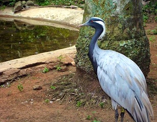 Umgeni River Bird Park