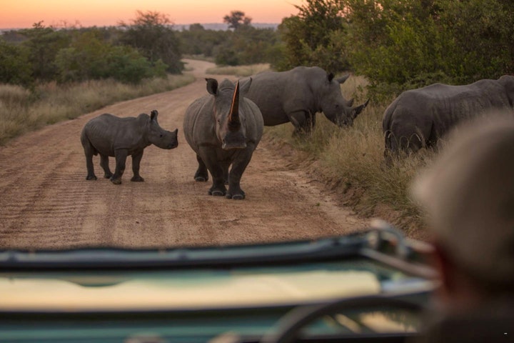 Bojanala Accommodation at Nkala Safari Lodge - Black Rhino Game Reserve | Viya