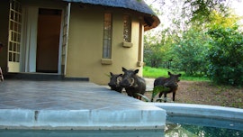 Kruger National Park South Accommodation at KrugerRiverVillas-Mtombo | Viya