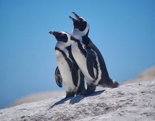 Stony Point Penguin Colony