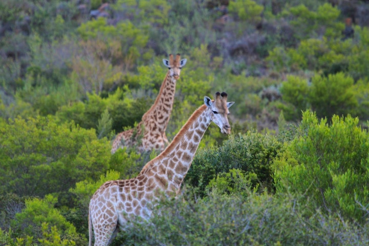 Western Cape Accommodation at Melozhori Private Game Reserve Cottage | Viya