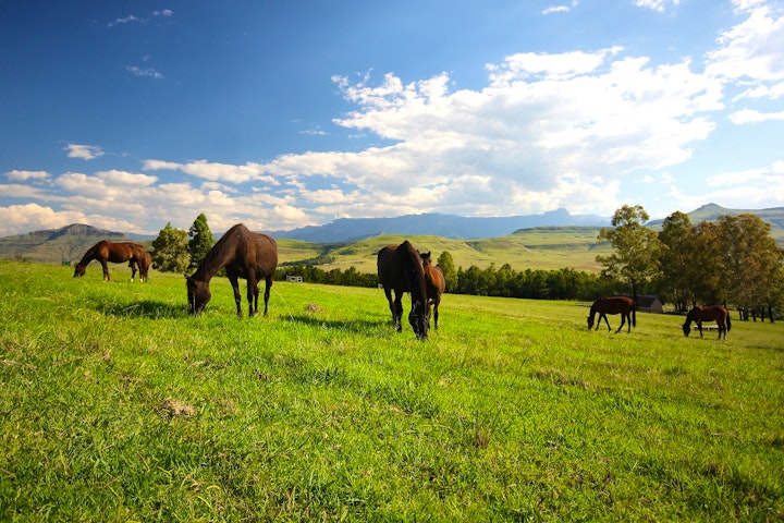 KwaZulu-Natal Accommodation at Montusi Mountain Lodge | Viya