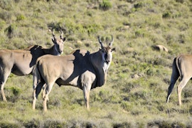 Eastern Cape Accommodation at Bergplaas Nature Reserve | Viya