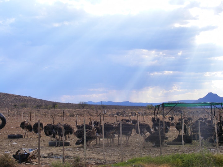 Karoo Accommodation at Olijvenhuis | Viya