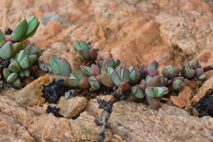 Northern Cape Accommodation at Namaqua Flower Beach Camp | Viya