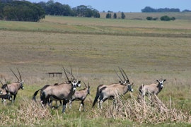 Northern Free State Accommodation at Lourenza Wild and Farm Lodge | Viya