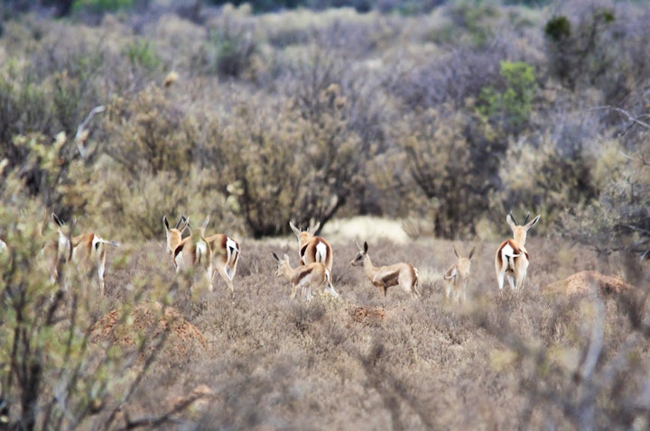 Northern Cape Accommodation at Sisibala Cottage | Viya