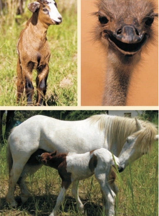 Mangela Animal Touch Farm