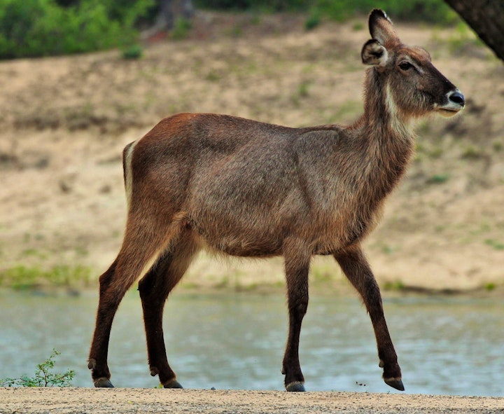 Limpopo Accommodation at Phelwana Game Lodge | Viya