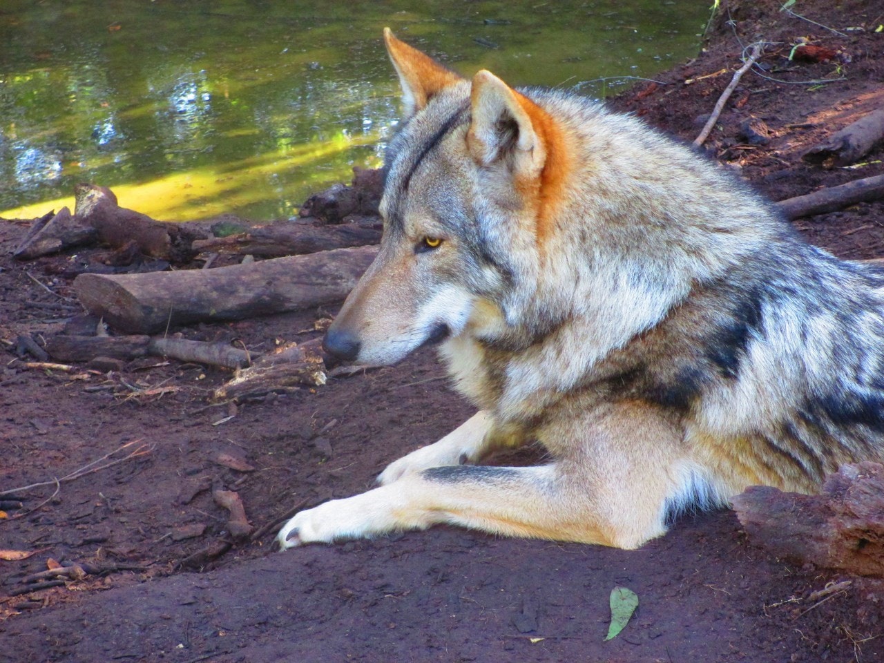 Garden Route Wolf Sanctuary