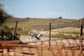 Western Cape Accommodation at Platkop-Veldhuisie | Viya