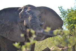 Limpopo Accommodation at Mabalingwe Elephant Lodge Unit 254 Kremetart | Viya