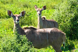 Eastern Cape Accommodation at Addo Bush Palace Private Reserve | Viya