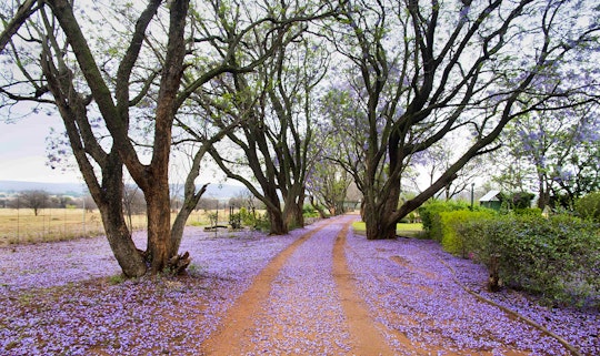 Waterberg Accommodation at  | Viya