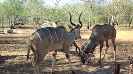 Kruger National Park South Accommodation at Lalapanzi | Viya