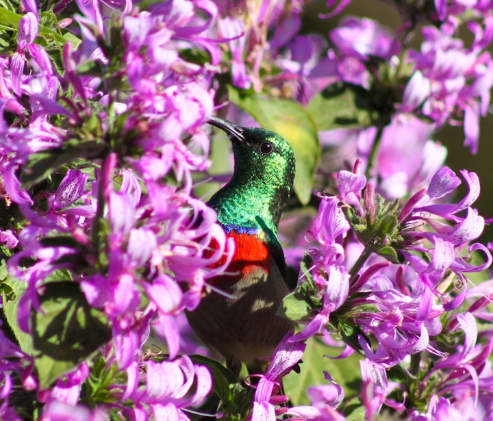 Limpopo Accommodation at Magoebaskloof Birders' Cottages | Viya