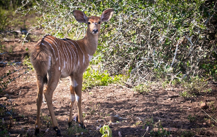 Pongola Accommodation at Rhino River Lodge | Viya