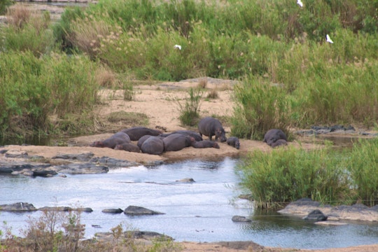 Kruger National Park South Accommodation at  | Viya