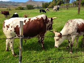 Drakensberg Accommodation at De Molen Farm | Viya