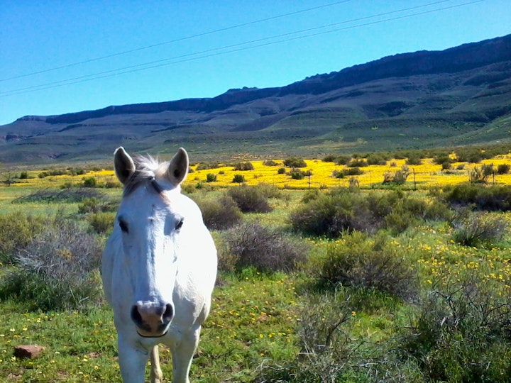 Western Cape Accommodation at Enjo Nature Farm | Viya