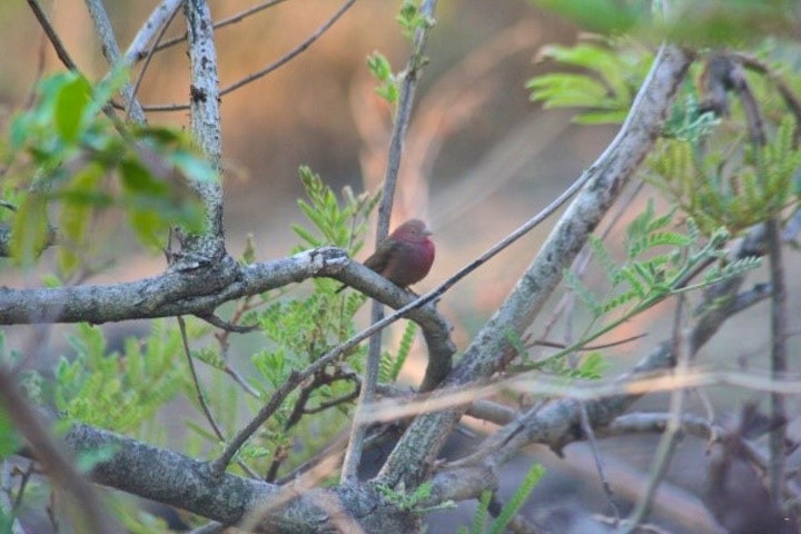 Kruger National Park South Accommodation at Lidvubu Lodge | Viya