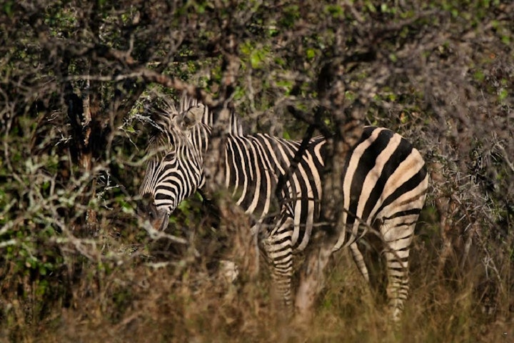 Kruger National Park South Accommodation at Eden Safari Country House | Viya