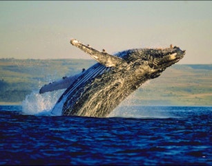 GREAT WHALE WATCHING