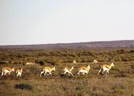 Karoo Accommodation at Rogge Cloof | Viya