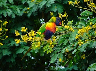 Montecasino Bird Gardens