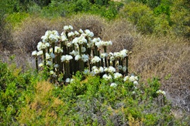 Garden Route Accommodation at Watermill Farm Cottages | Viya