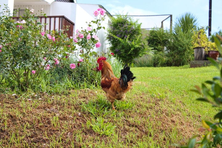 Overberg Accommodation at Fonteinskloof Farm | Viya