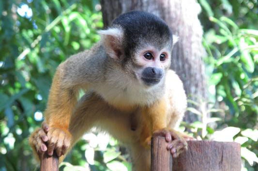 Bush Babies Monkey Sanctuary