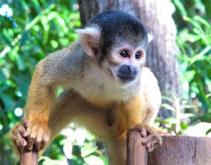 Bush Babies Monkey Sanctuary