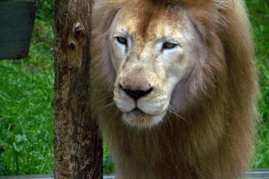 Drakenstein Lion Park