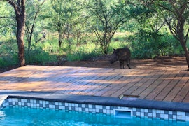 Kruger To Canyons Accommodation at Switsongo Boutique Bed and Breakfast | Viya