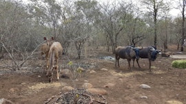 Kruger National Park South Accommodation at Simcha Lodge | Viya