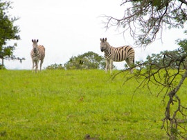 Eastern Cape Accommodation at Inkwenkwezi Private Game Reserve | Viya