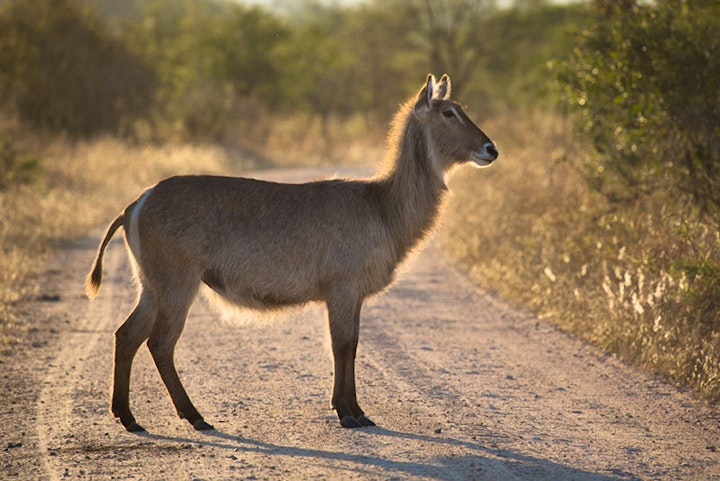 Mpumalanga Accommodation at Buffelshoek Tented Camp | Viya