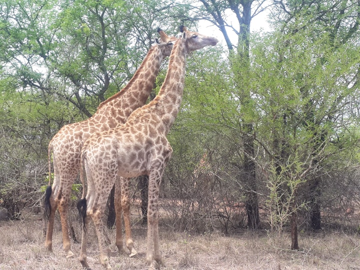 Kruger National Park South Accommodation at Paradise 3844 | Viya