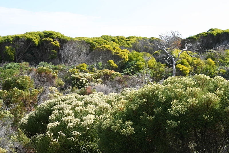 Cape Floral Region
