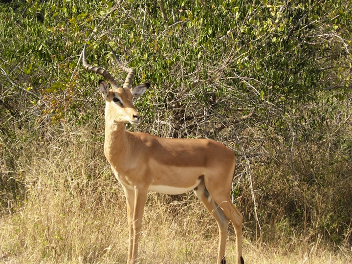 Mpumalanga Accommodation at Doringpoort: Lemoentjiedoring 1621 Self-catering Accommodation | Viya