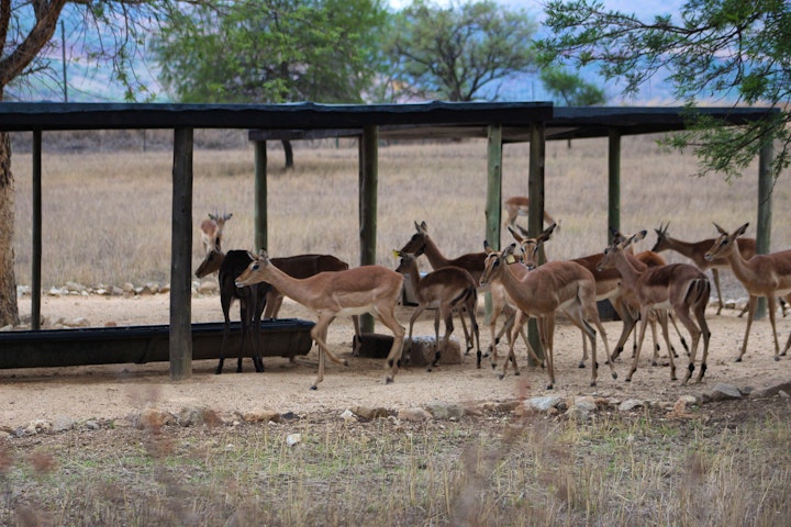 Mpumalanga Accommodation at Indabushe Eco Lodge | Viya