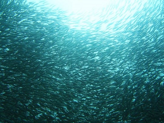 The Sardine Run
